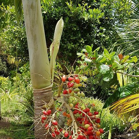 Kaye Mango Villa Soufrière Eksteriør billede