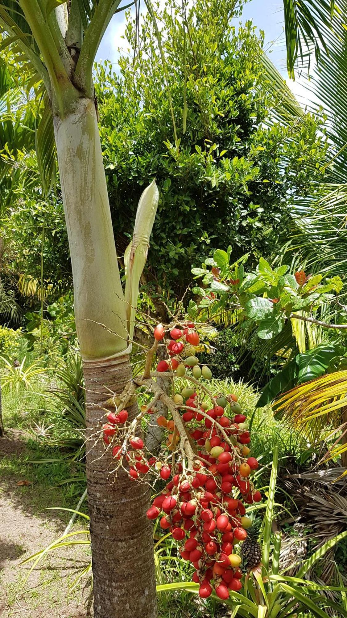 Kaye Mango Villa Soufrière Eksteriør billede
